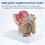 1:2 Male Pelvic Sagittal Section Testicular Prostate Bladder Rectal Urinary System Model 4