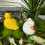 Sculpture de canard flottant authentique en résine de-Blanc 6