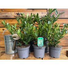 10x Large Prunus Otto Luyken Compact Laurel Hedging Trees in 3 Litre Pots By Direct Plants