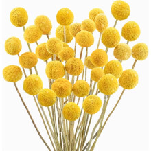 Triani 30 Stück natürliche getrocknete Craspedia-Blüten, gelbe Billy-Buttons, 1-4 cm, für Herbsthochzeiten und Heimdekoration