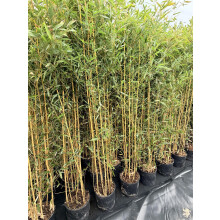 Extra Large Bamboo Aureocaulis Gold 6ft Tall in a 10/12 Litre Pot By Direct Plants