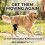 (2211) Dog Knee Brace - Adjustable Joint Support 2