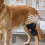 (2211) Dog Knee Brace - Adjustable Joint Support 3