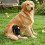 (2211) Dog Knee Brace - Adjustable Joint Support 5