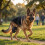 (2211) Dog Knee Brace - Adjustable Joint Support 7