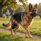 (2211) Dog Knee Brace - Adjustable Joint Support 8