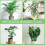 Sturdy Flower Support Sticks for Orchids & Tomatoes 6