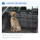 PawHut Separador Coche Perro Negro 135 x 105 cm 8