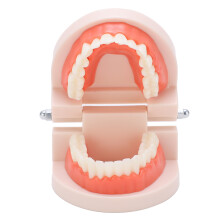Small Teeth Model for Kids Dental Education PVC Resin Teaching Tool