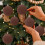 12-Piece Flocked Christmas Tree Balls, 6 cm, Coffee 5