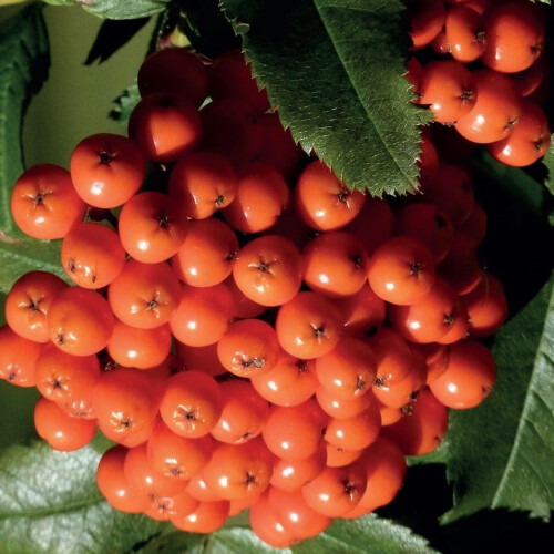 Rowan Krasavica 2L 2