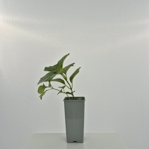Gartenhortensie Red Baron 2L 1