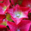 Gartenhortensie Red Baron 2L 3
