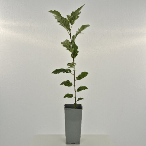 Vogelbeerbaum Likjornaja 2L 1