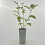 Vogelbeerbaum (Sorbus aucuparia) Titan 2L 2