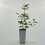 Perückenstrauch Rubrifolius 2L 2
