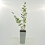 Lilas Palibin 2L 2