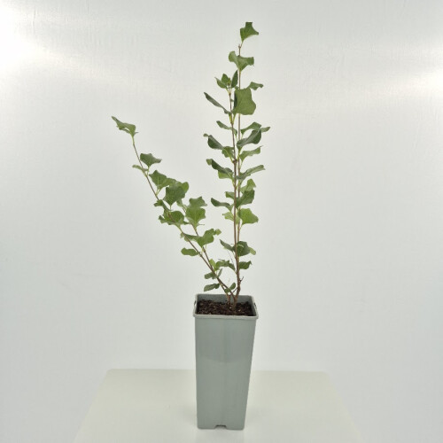 Lilas Palibin 2L 1