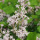 Lilas Palibin 2L 3