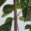 Gemeine Flieder Primrose 2L 4
