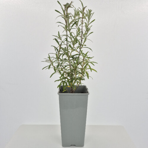 Argousier Orange Friesdorfer, autogame 2L 1
