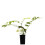 Blauregen Alba 2L 2