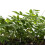 Blauregen Alba 2L 3