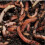 4-Tray Worm Composter Kit Terrecotta-Includes Worms 5