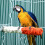 ROSENICE Bird Standing Pole with Cuttlebone Perch 17.5 x 7