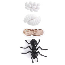 Insect Life Cycle Vinyl Figurine Ant Growth Model Toy M4183