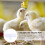 30 Pcs Drinking Fountain Accessories Automatic Water for Chickens White 5