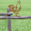 Rusty Metal Rooster Mailbox Topper 9.84x7.48 inch 6