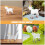 FRCOLOR Mini Goat and Lamb Figurines Set 3pcs 7