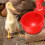 Automatic Easy Install Chicken Waterer Plastic Practical Food-grade Chicken Feeder for Home,Blue 3