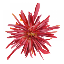 Simulation flower head wreath flower accessories imperial concubine chrysanthemum flower clothing headdress with flower simulation chrysanthemum20pcs