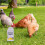 Automatic Chicken Feeder - 15lb Gravity Poultry Feeder, No Electricity Needed, Durable for Coop 3