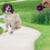 Actiaspet Retractable Dog Lead 8m Extendable Training 6