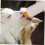 Lamb Feeding Bottle Set with Replaceable Nipples, Durable Farm Build for Newborn Livestock 4