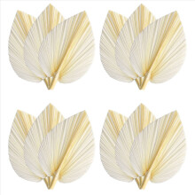 Large White Dried Palm Leaves - Premium Quality 12 Pcs Elegant Modern