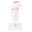 Cervical Vertebra Model Arteria Spine Spinal Nerves Anatomical Model for Science Classroom Study Teaching 1