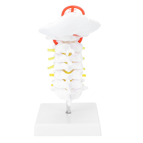 Cervical Vertebra Model Arteria Spine Spinal Nerves Anatomical Model for Science Classroom Study Teaching
