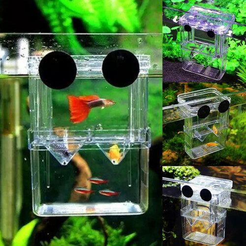Ακρυλικό κουτί αναπαραγωγής Guppy 3,93x3,15x2,75 ίντσες 2