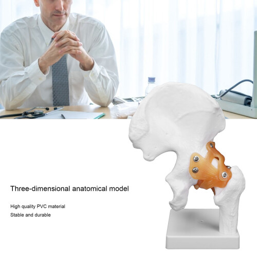 Realistic Human Hip Bone Model for Medical Education Anatomical Teaching Tool 2