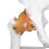 Realistic Human Hip Bone Model for Medical Education Anatomical Teaching Tool 12