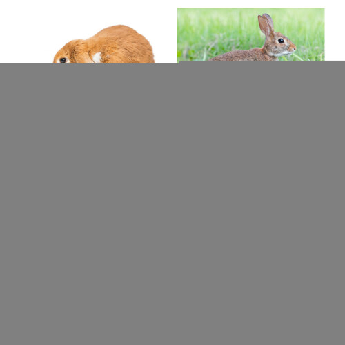Pet Chest Strap, Pets Supplies, Convenient For Rabbit Hamster 1