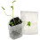 300 sacs biodégradables pour culture plantes 4