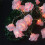 Rozenbloem lichtslinger, USB-voeding, 20 LED's 5