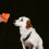 Supvox Silicone Funnel Kitchen Pet Care Orange 1 Set 7