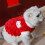 Hunde-Winterpullover, winddicht, warm, rot, Größe M 4