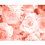 (Medium (3m X 2.4m)) Petals Wall Mural - Peach 2